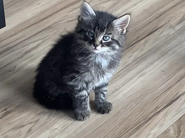 Four male kittens ready to go