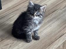 Four male kittens ready to go