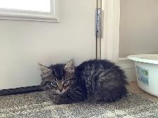 Four male kittens ready to go - Photo 2