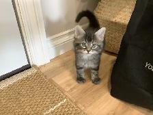 Four male kittens ready to go - Photo 3