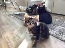 Four male kittens ready to go - Photo 4