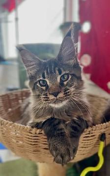 Stunning Maine Coon Kittens: Ready Now   October