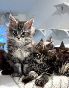 Stunning Maine Coon Kittens: Ready Now   October - Photo 5