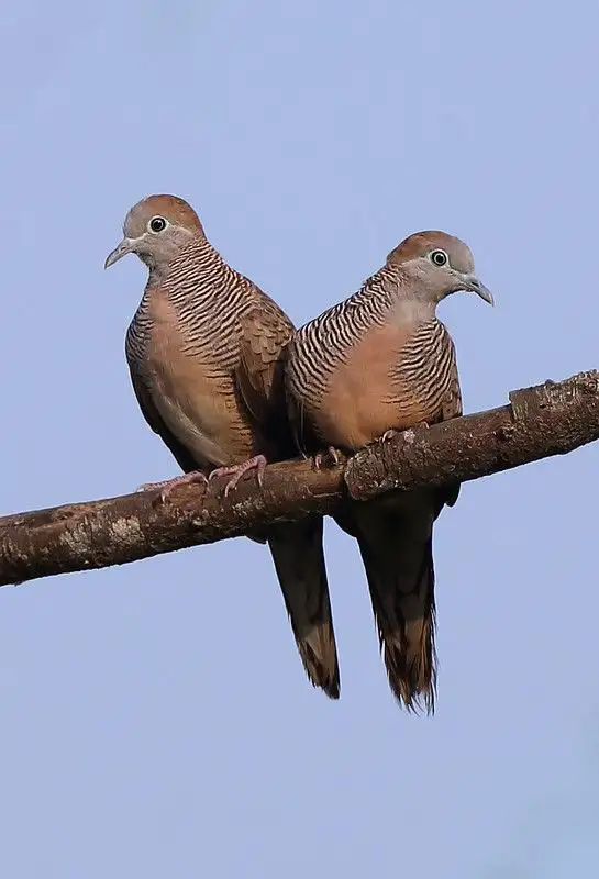 Rare Exotic  Pair of Zebra Doves