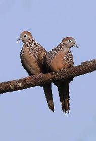 Rare Exotic  Pair of Zebra Doves
