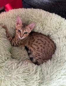 Chaton Savannah F5 mâle golden (c.bleu). Stérilisé.