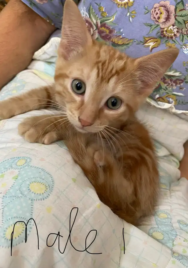 Adorable Kittens for Rehoming