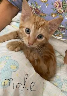 Adorable Kittens for Rehoming