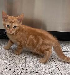 Adorable Kittens for Rehoming - Photo 2