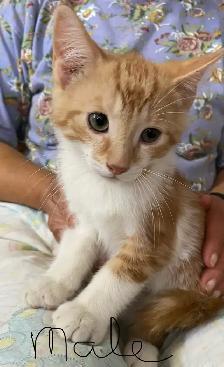 Adorable Kittens for Rehoming - Photo 3