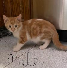 Adorable Kittens for Rehoming - Photo 4
