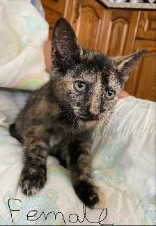 Adorable Kittens for Rehoming - Photo 5