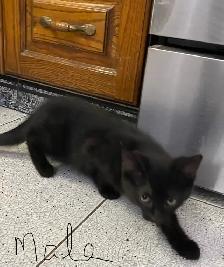 Adorable Kittens for Rehoming - Photo 8