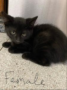 Adorable Kittens for Rehoming - Photo 9