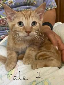 Adorable Kittens for Rehoming - Photo 10