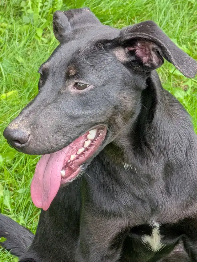 Black Lab X