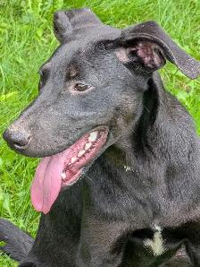 Black Lab X