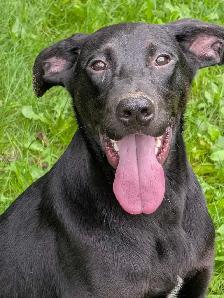 Black Lab X - Photo 2