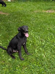 Black Lab X - Photo 3