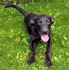 Black Lab X - Photo 4