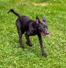 Black Lab X - Photo 5