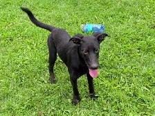 Black Lab X - Photo 6