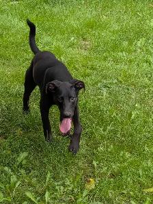 Black Lab X - Photo 7