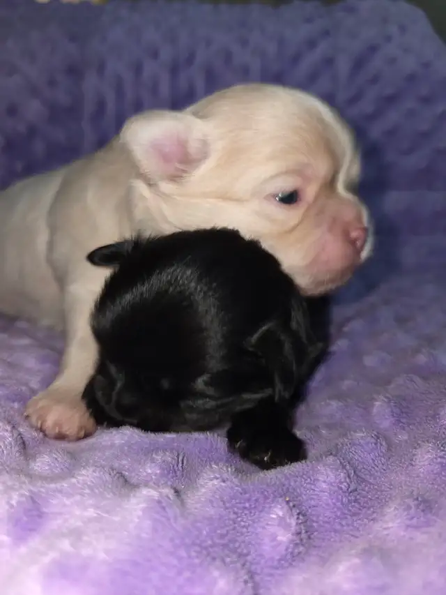 ❤️ BEAUTIFUL SHIRANIAN PUPPIES ❤️