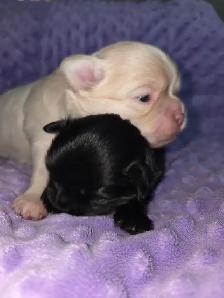 ❤️ BEAUTIFUL SHIRANIAN PUPPIES ❤️