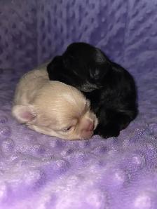 ❤️ BEAUTIFUL SHIRANIAN PUPPIES ❤️ - Photo 2