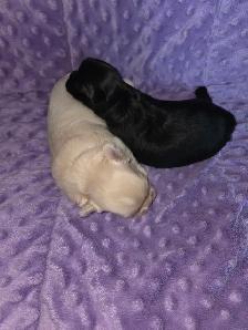 ❤️ BEAUTIFUL SHIRANIAN PUPPIES ❤️ - Photo 3