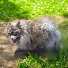 ❤️ BEAUTIFUL SHIRANIAN PUPPIES ❤️ - Photo 5