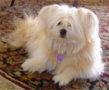 ❤️ BEAUTIFUL SHIRANIAN PUPPIES ❤️ - Photo 6