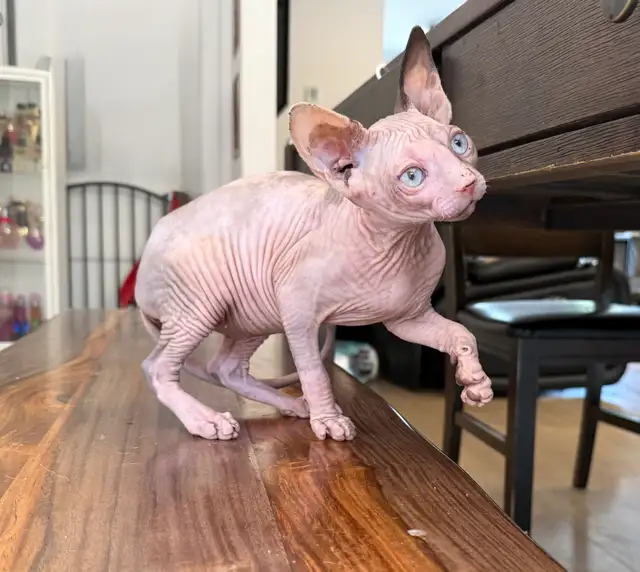 Sphynx chat
