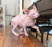 Sphynx chat