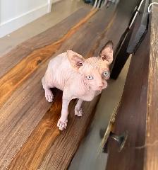 Sphynx chat - Photo 2