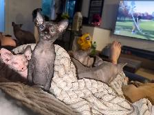 Sphynx chat - Photo 3