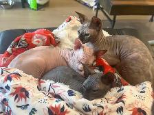 Sphynx chat - Photo 4