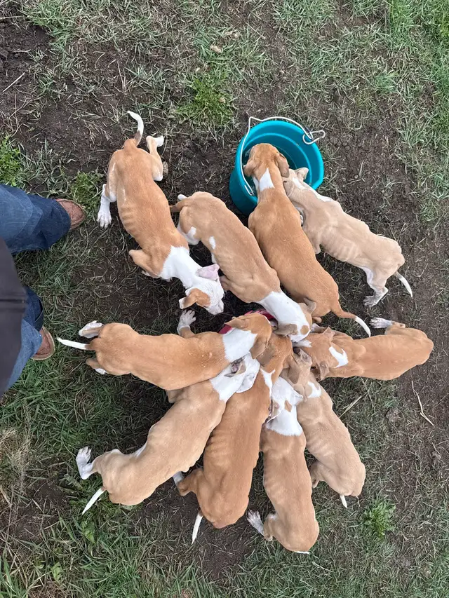 Bullarab puppies for rehoming