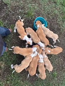 Bullarab puppies for rehoming