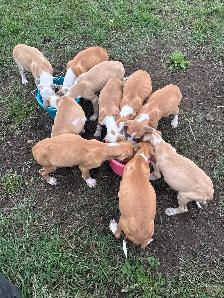Bullarab puppies for rehoming - Photo 2