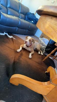 Bullarab puppies for rehoming - Photo 3
