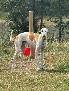 Bullarab puppies for rehoming - Photo 4