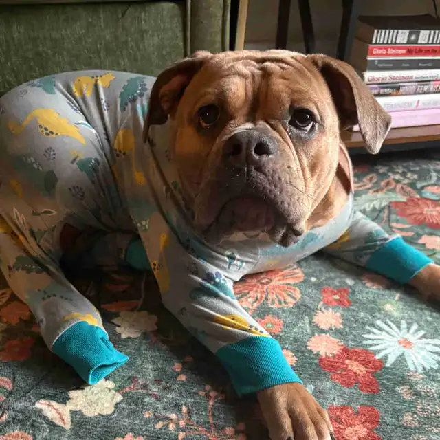 olde English bulldog puppy