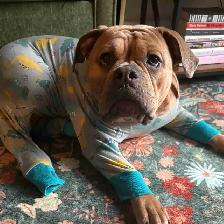 olde English bulldog puppy