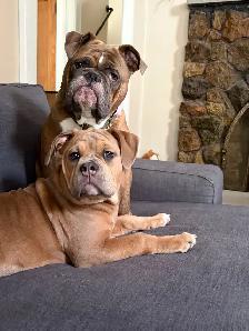 olde English bulldog puppy - Photo 2