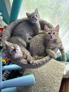 kittens available - Photo 3