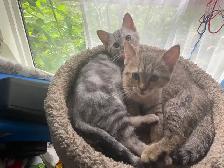 kittens available - Photo 4