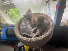 kittens available - Photo 5
