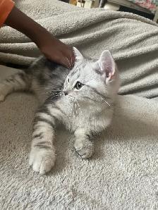 kittens available - Photo 6